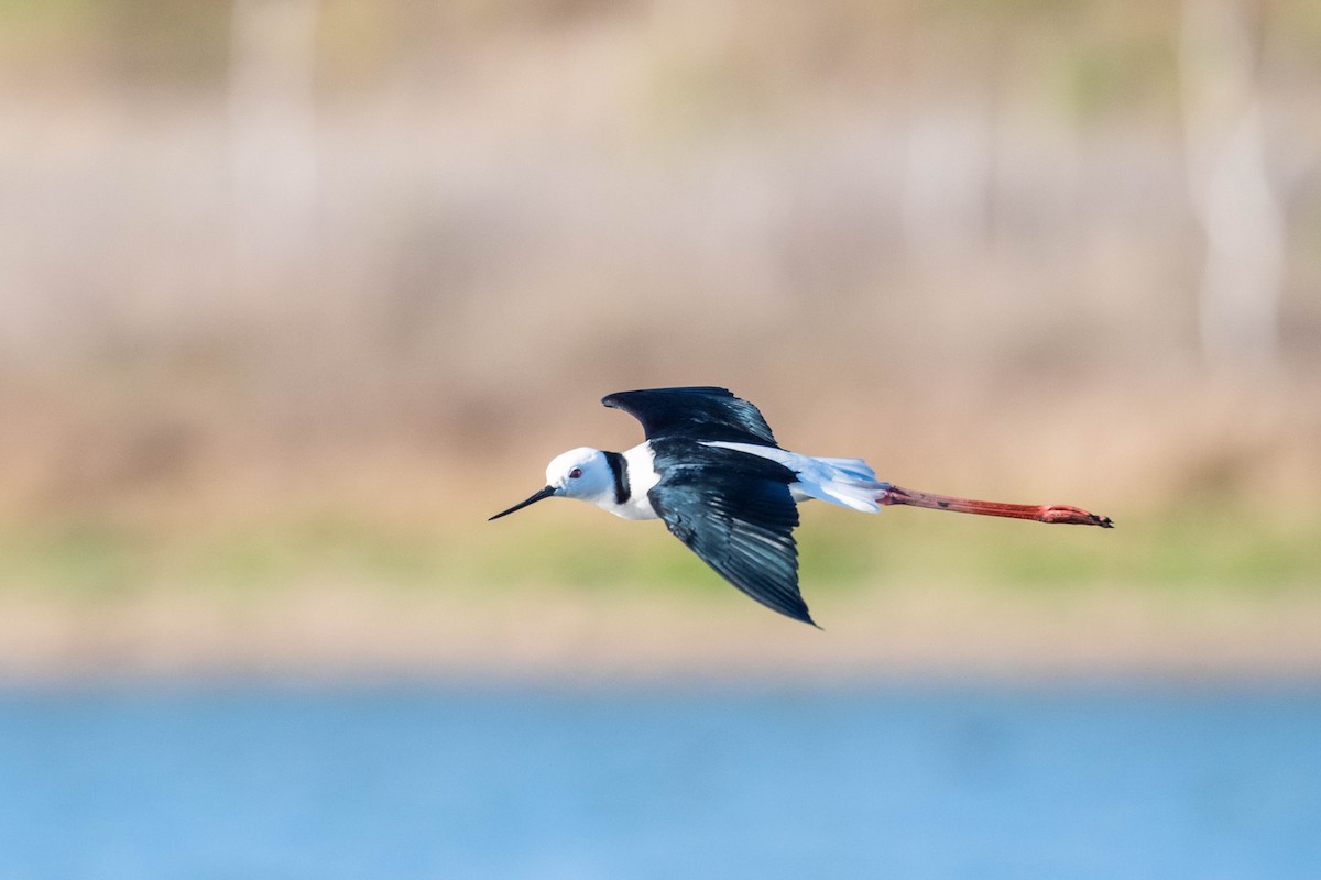 Pied Stilt - ML180369171