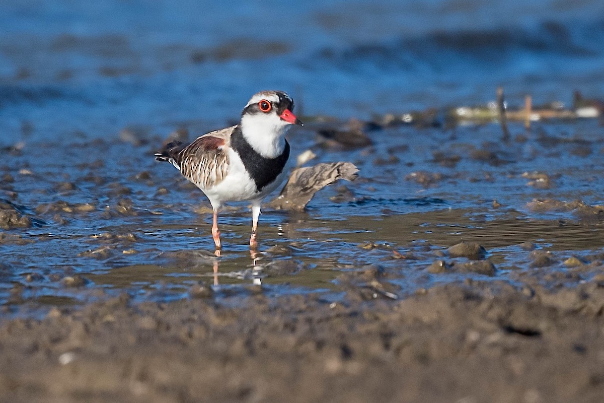 Black-fronted Dotterel - ML180369721