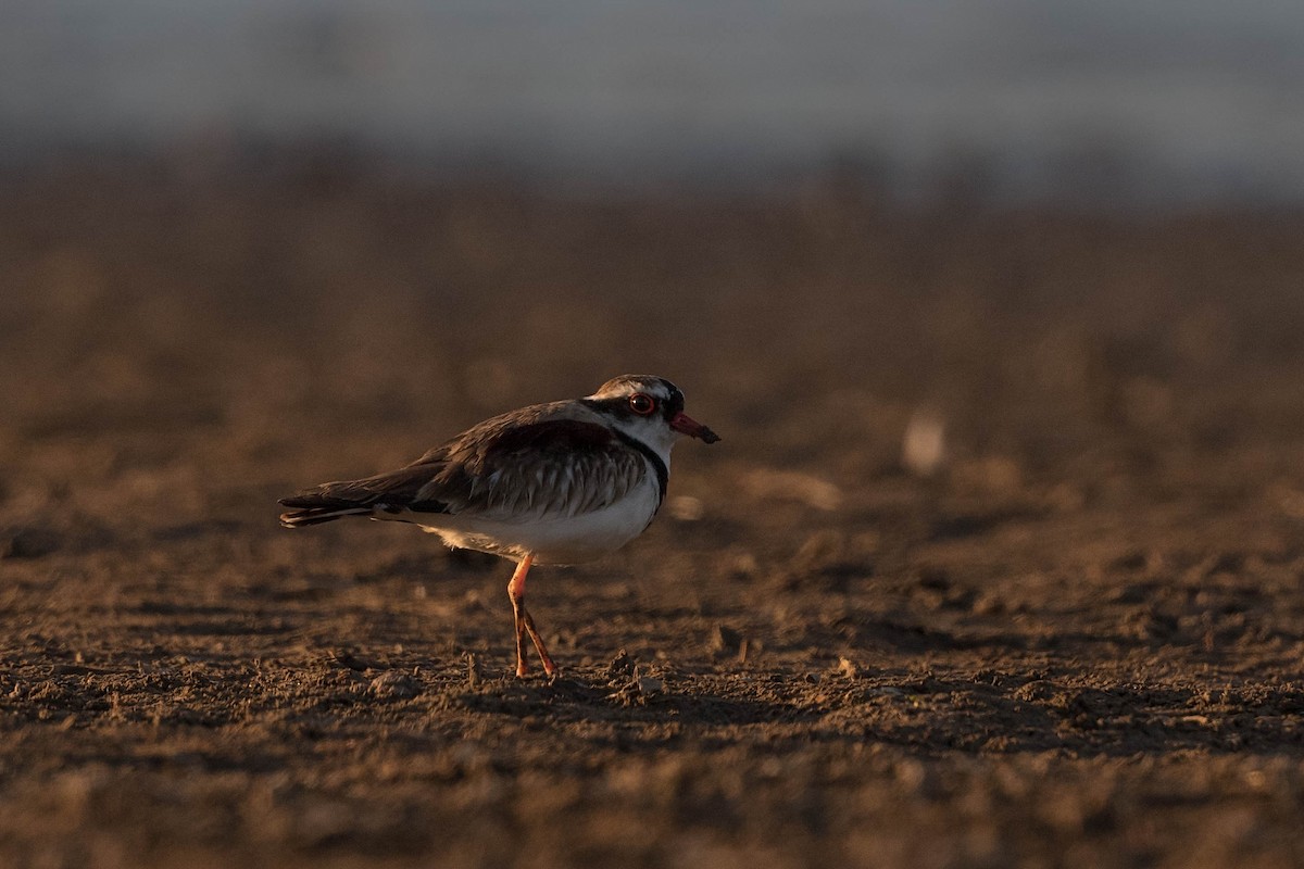 Black-fronted Dotterel - ML180369901