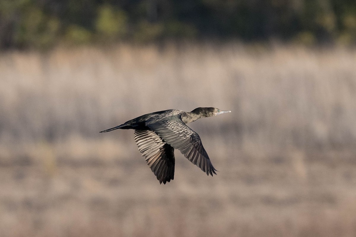 Little Black Cormorant - ML180369931