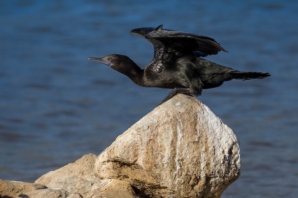 Little Black Cormorant - ML180371791