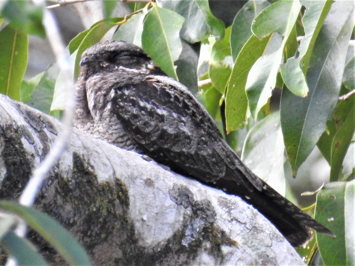 White-throated Nightjar - ML180372781