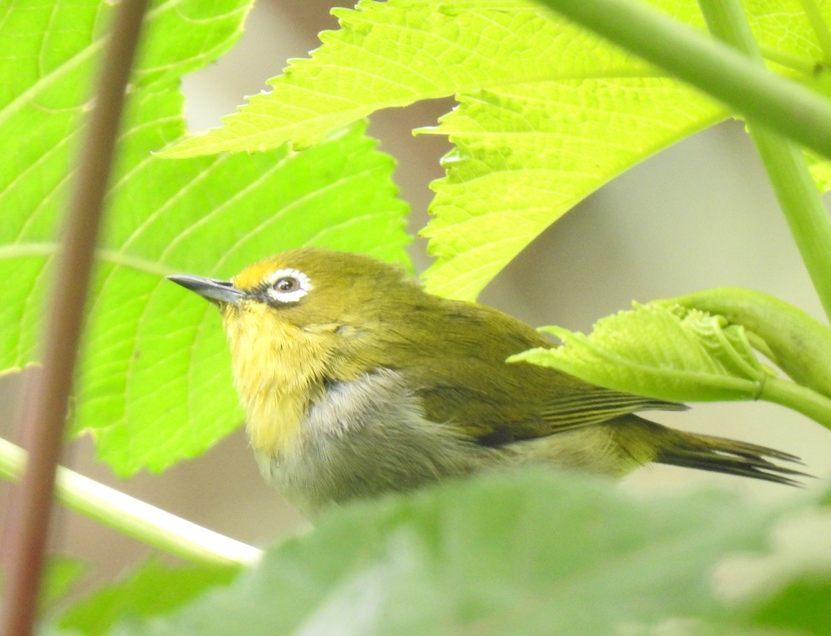 Heuglin's White-eye (Ethiopian) - Dale Adams