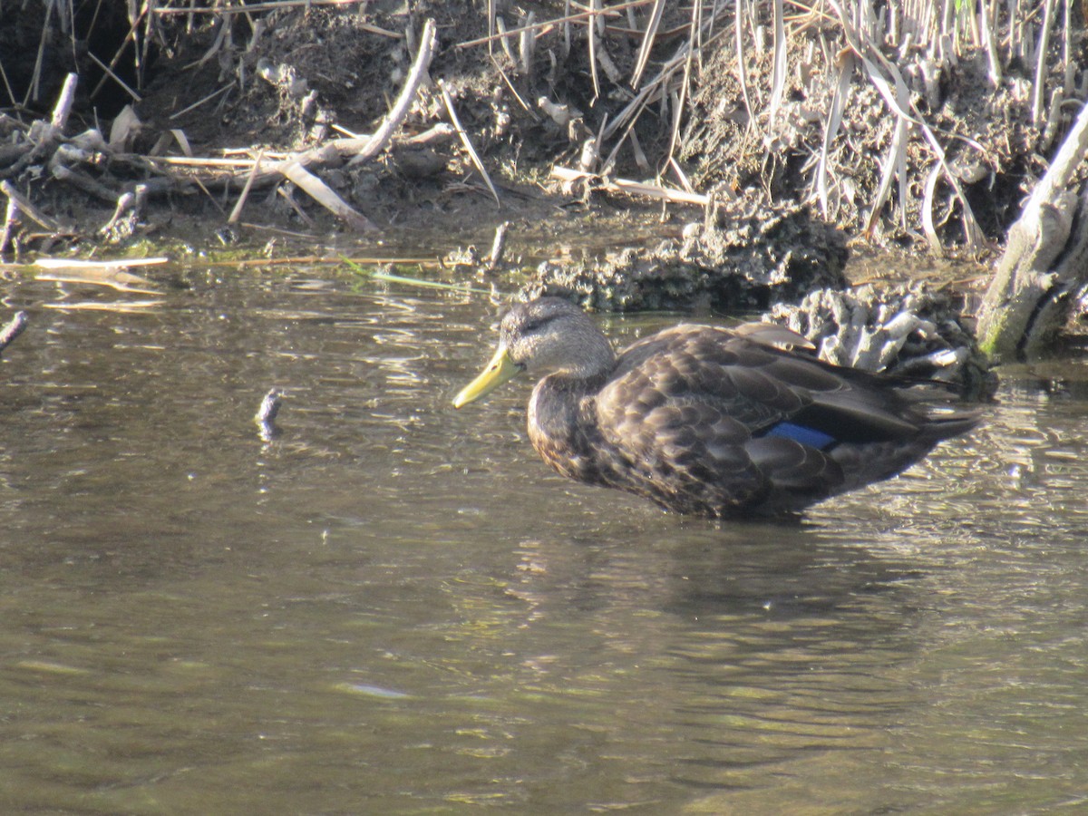 American Black Duck - John Coyle