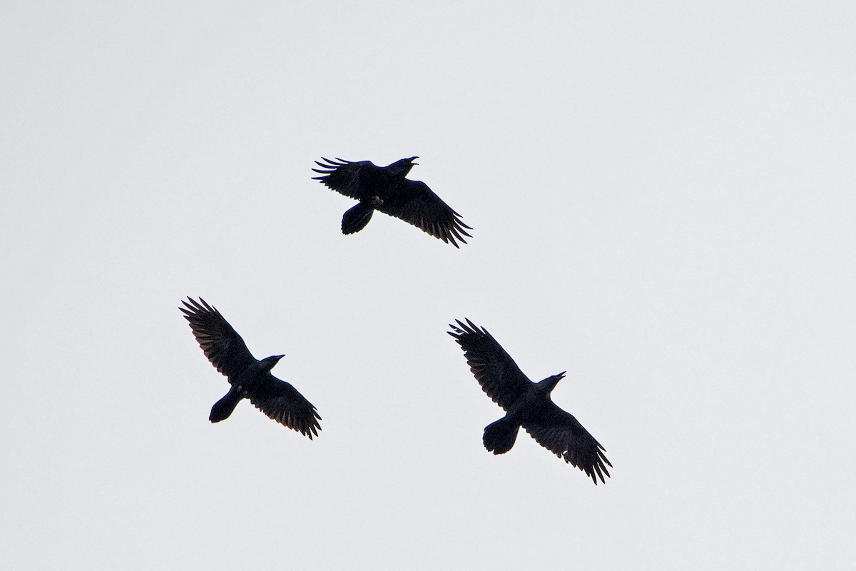 Common Raven - Sue Barth