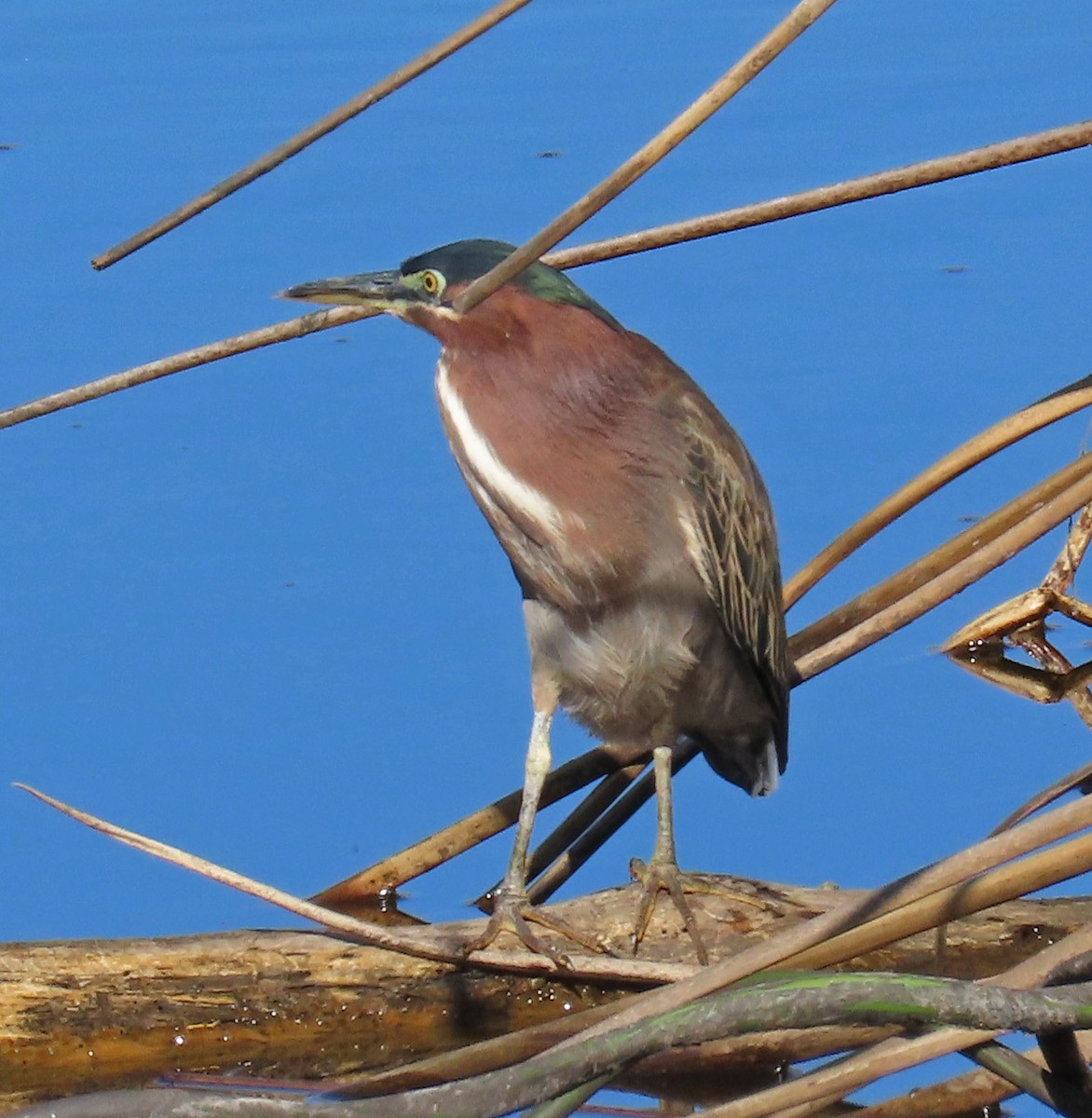 Green Heron - Diane Etchison