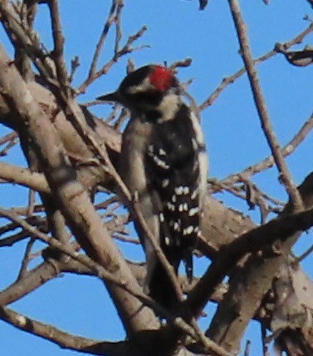 Downy Woodpecker - Diane Etchison