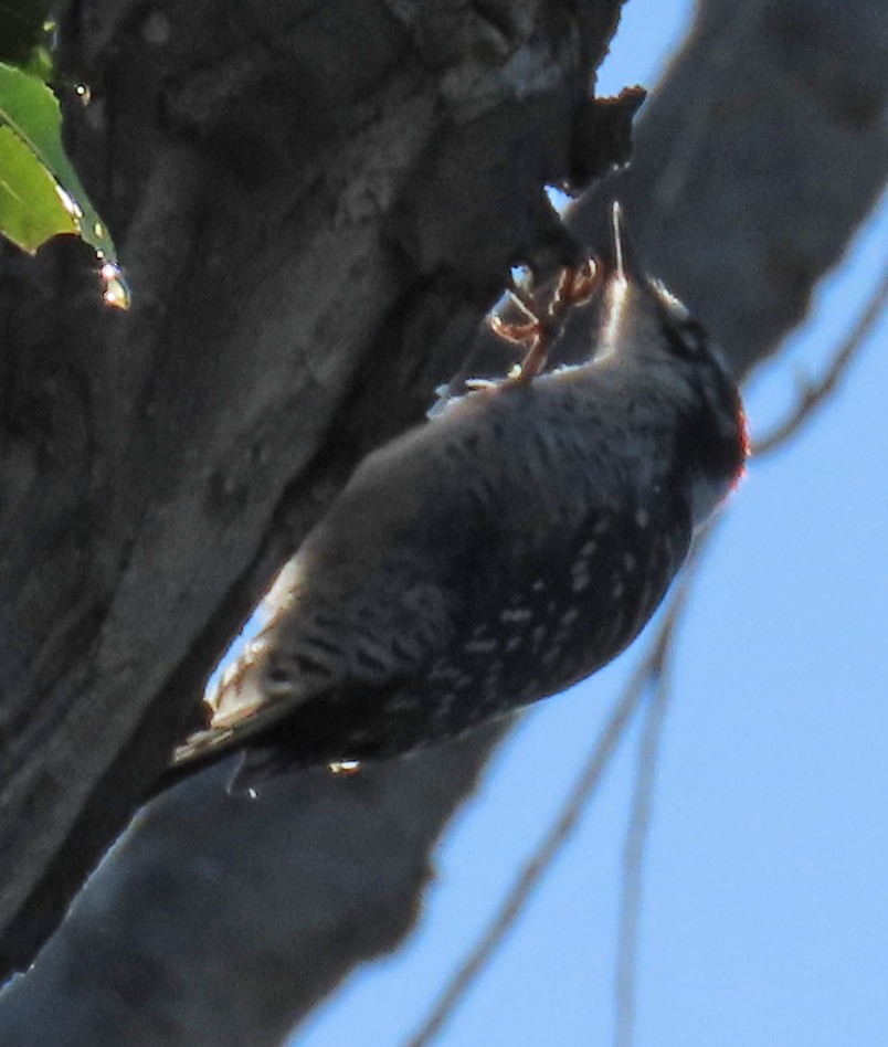 Nuttall's Woodpecker - ML180376261