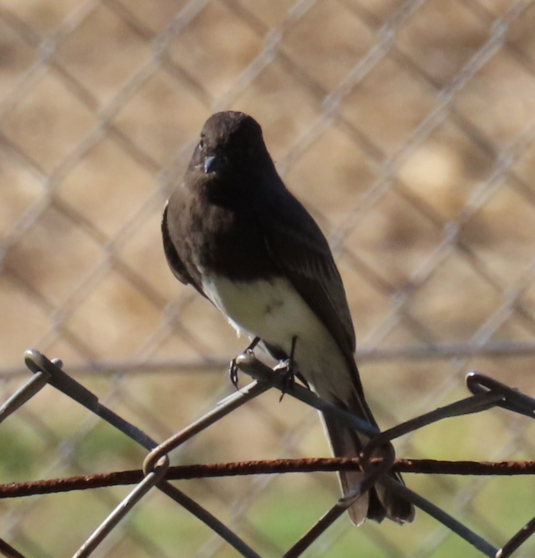 Black Phoebe - ML180376321