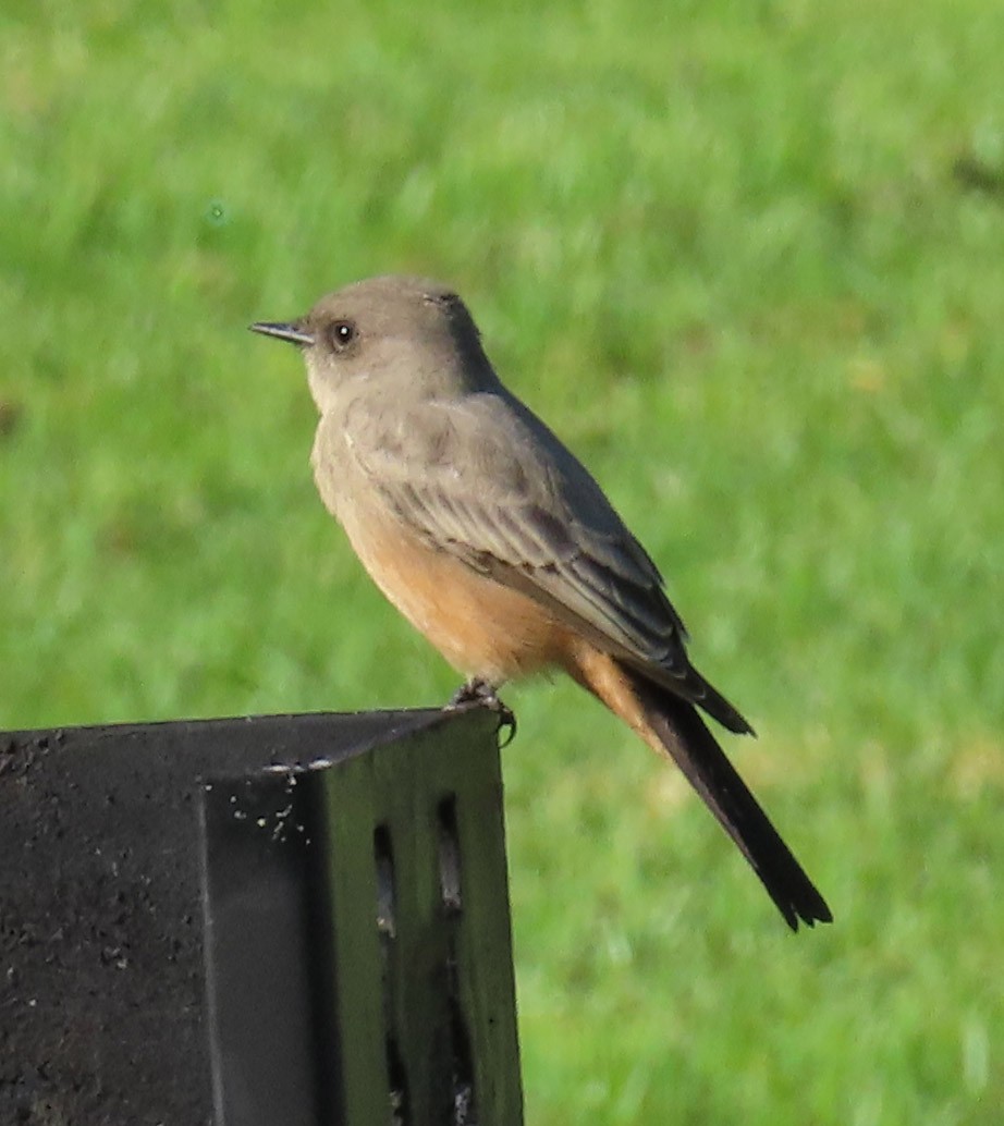 Say's Phoebe - ML180376381