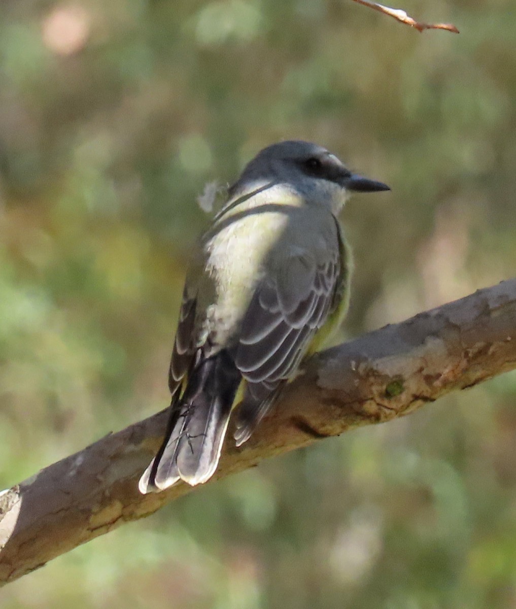 Cassin's Kingbird - ML180376401