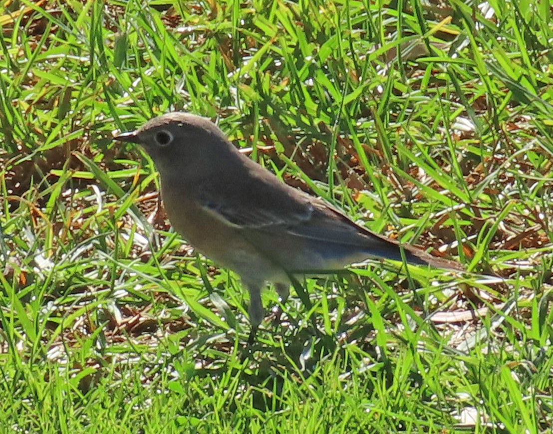 Western Bluebird - Diane Etchison