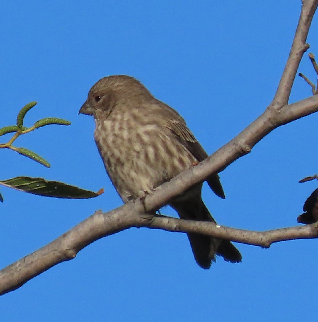 House Finch - ML180376581