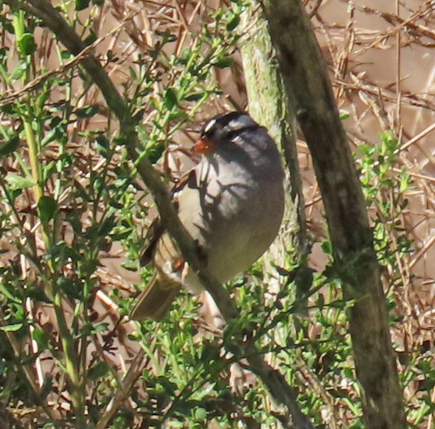 White-crowned Sparrow - Diane Etchison