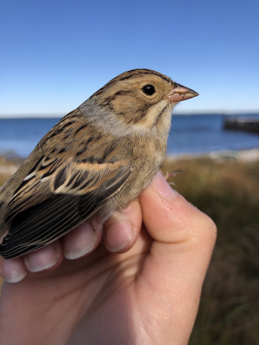 Clay-colored Sparrow - ML180376651