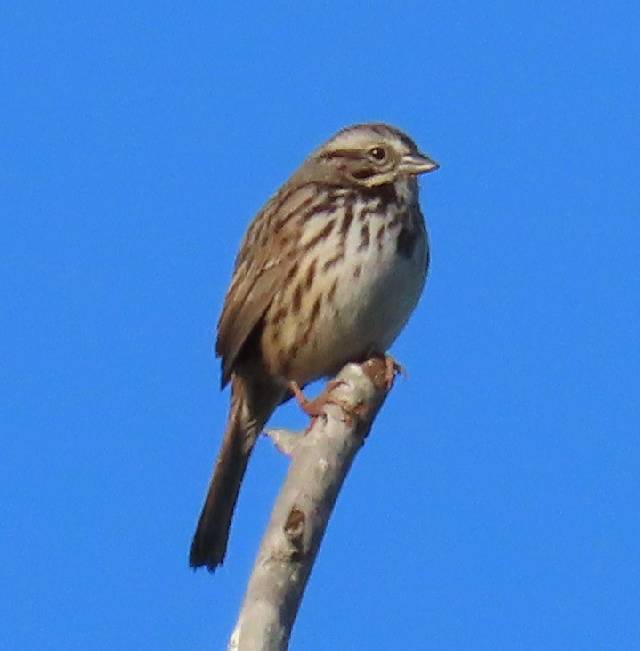 Song Sparrow - Diane Etchison