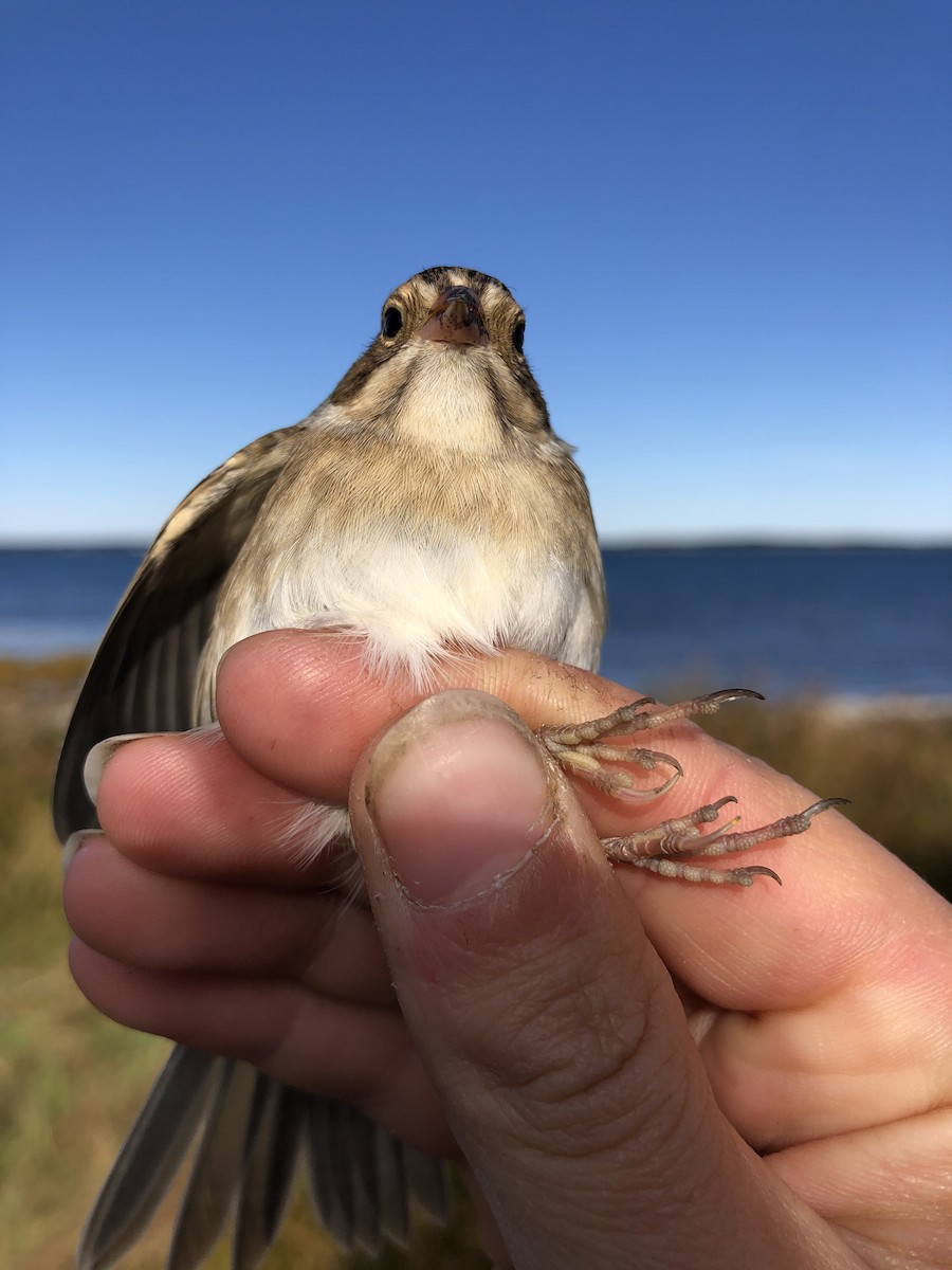 Clay-colored Sparrow - ML180376711