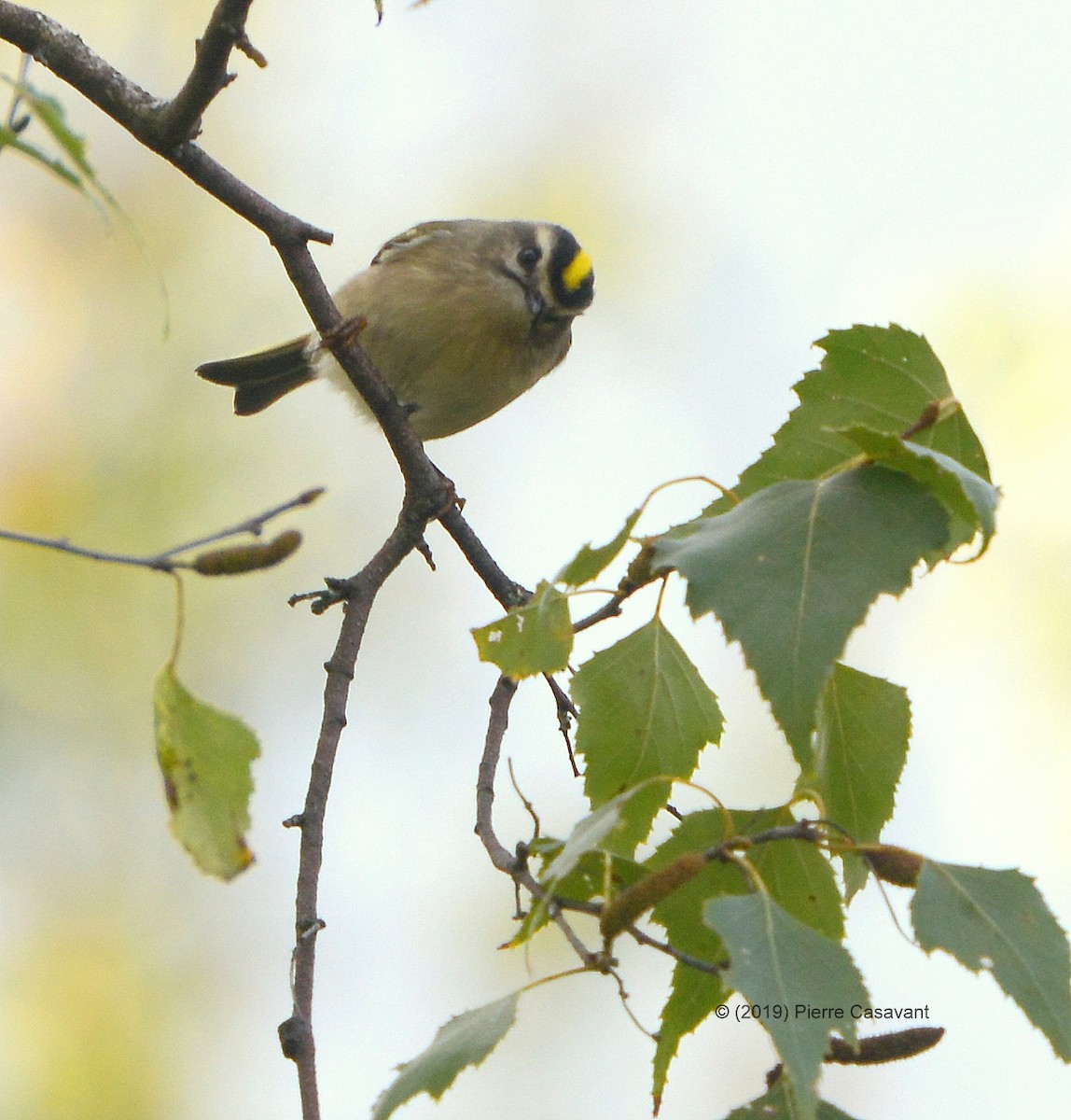 Golden-crowned Kinglet - ML180376861