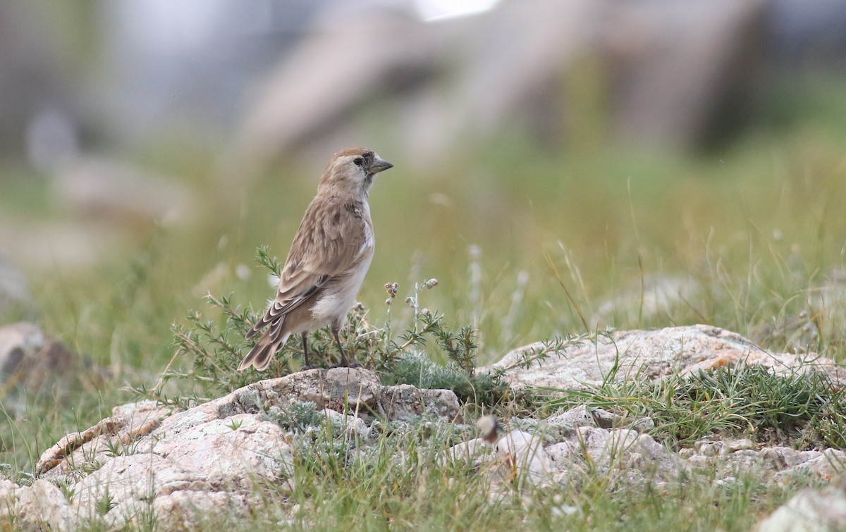 Pere David's Snowfinch - Anton Liebermann