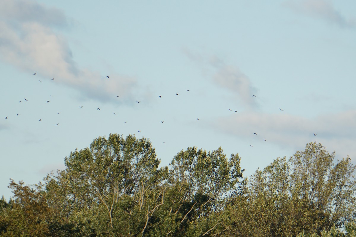 tanımsız karga (Corvus sp.) - ML180378141