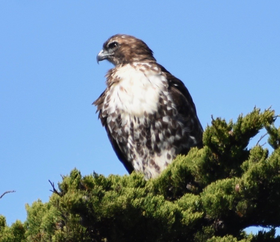 Red-tailed Hawk - ML180378271