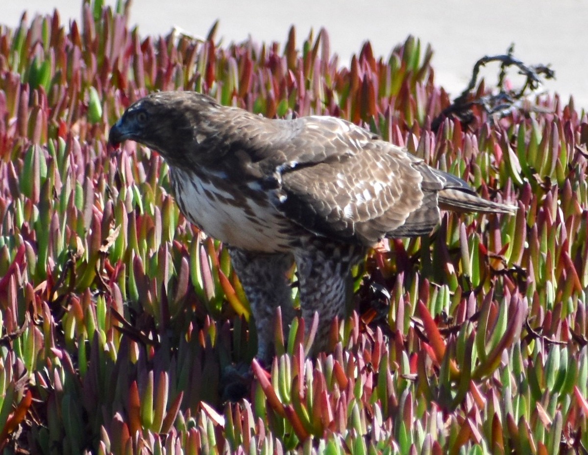 Red-tailed Hawk - ML180378441