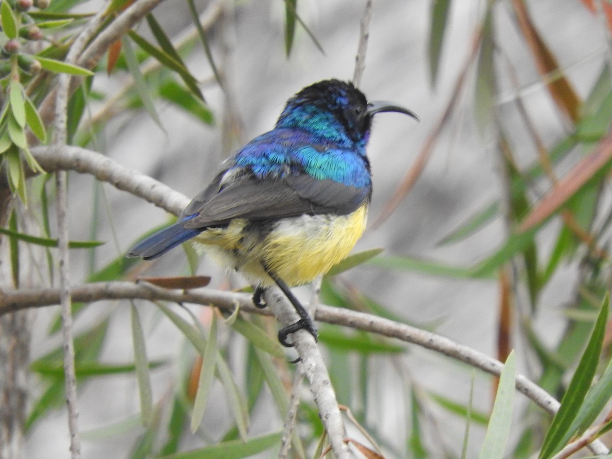 Variable Sunbird - River Ahlquist