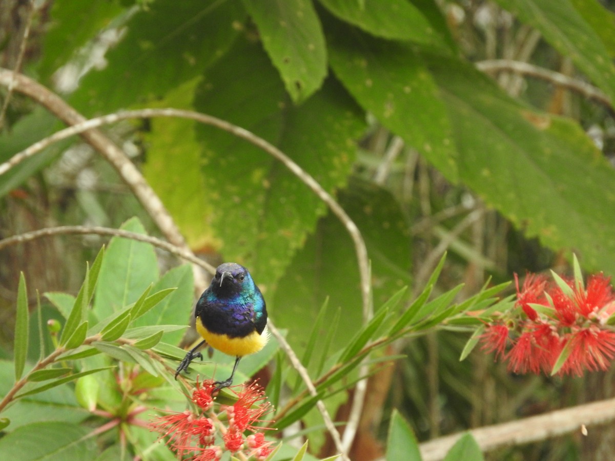 Variable Sunbird - ML180378711