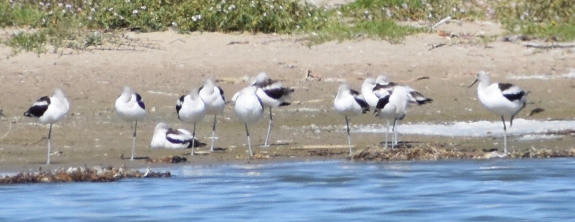 American Avocet - ML180379111
