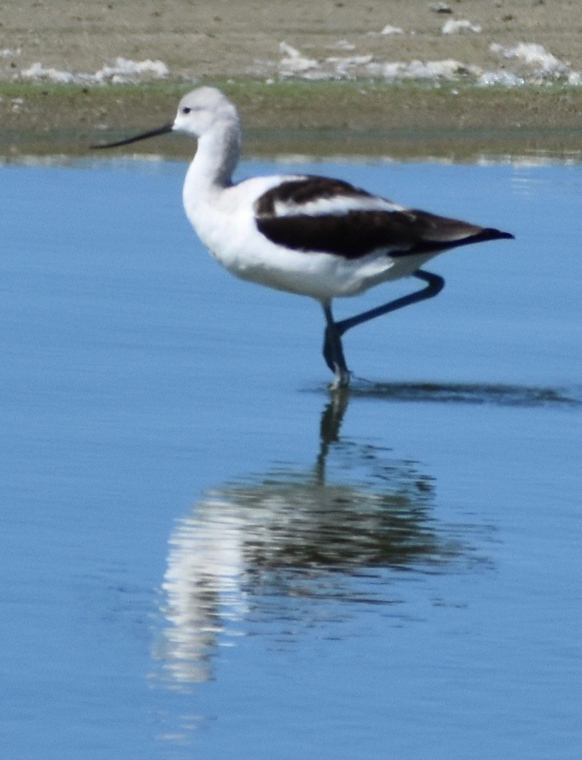 American Avocet - ML180379121