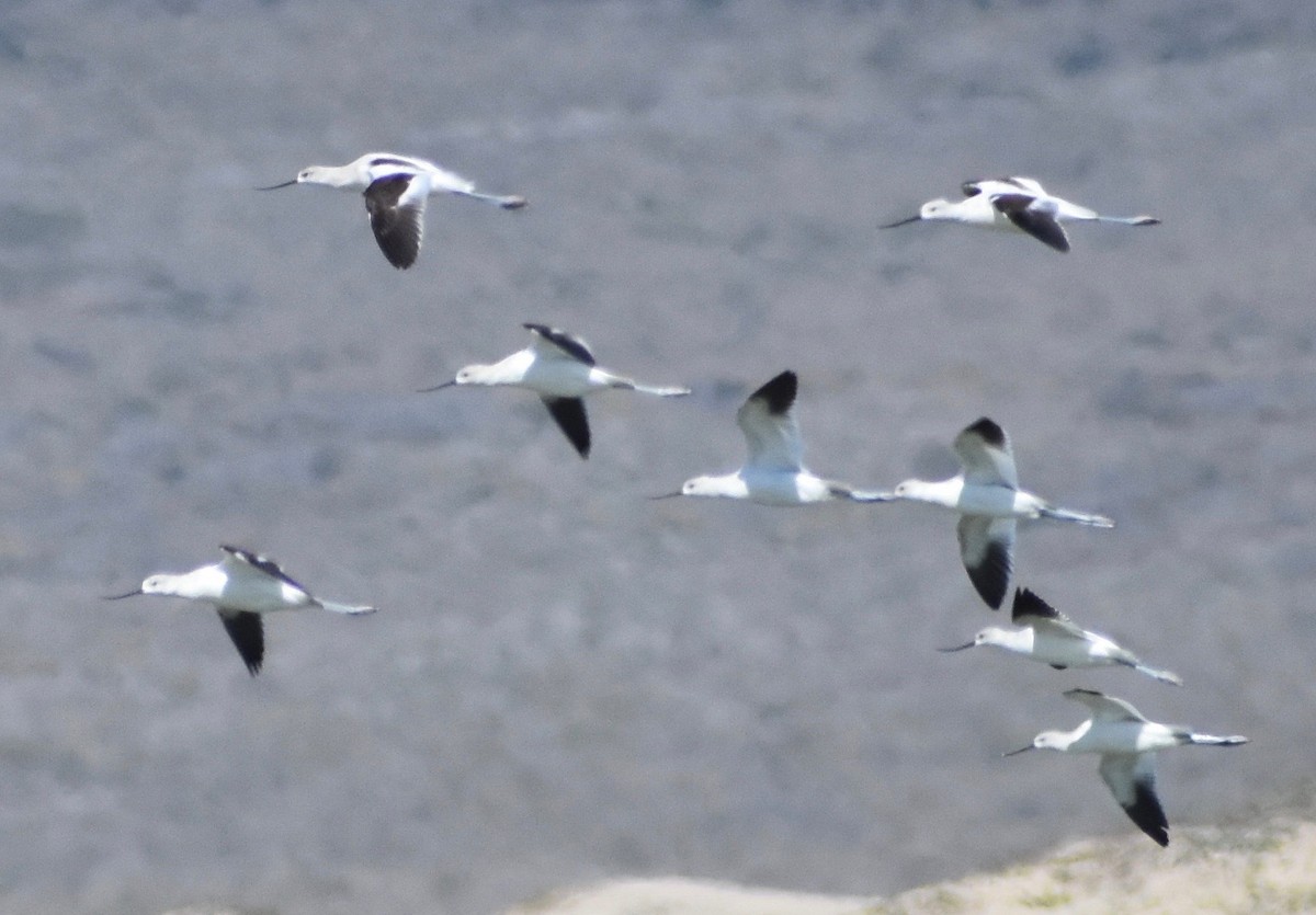 American Avocet - ML180379131