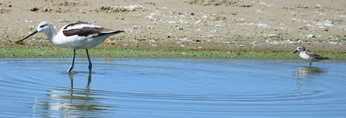 American Avocet - ML180379141