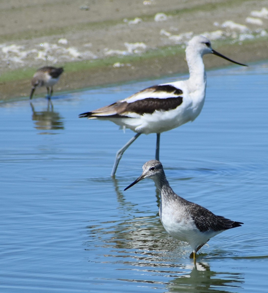 American Avocet - ML180379151