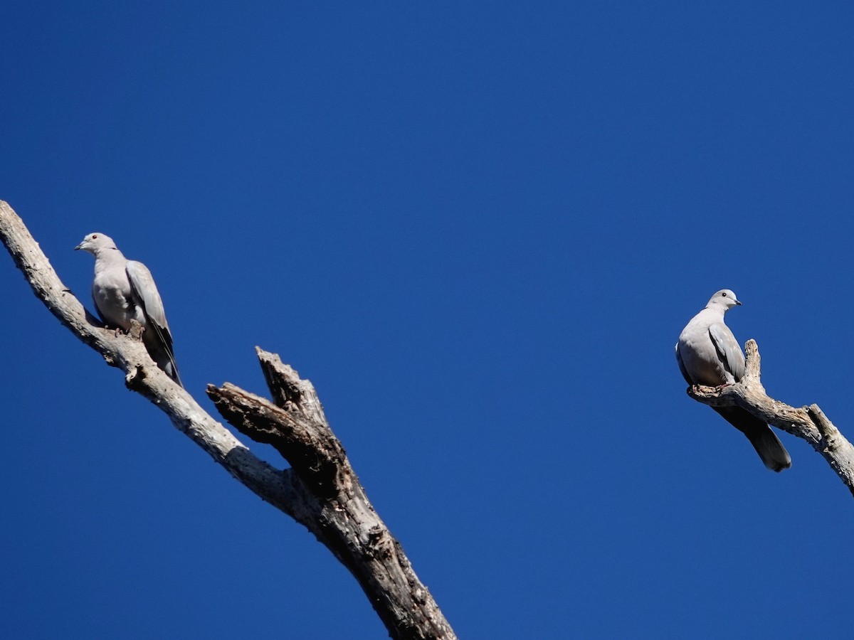 Eurasian Collared-Dove - ML180379961