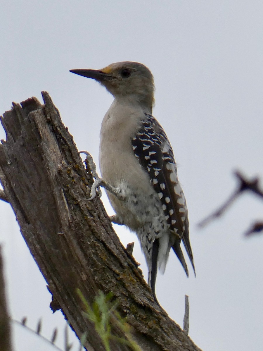 Golden-fronted Woodpecker - Sarah Mueller