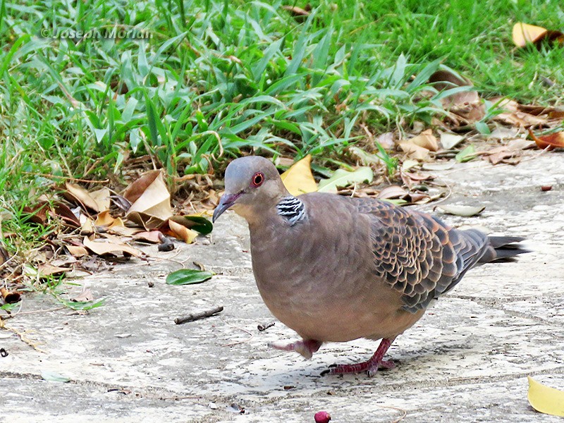 Oriental Turtle-Dove - Joseph Morlan