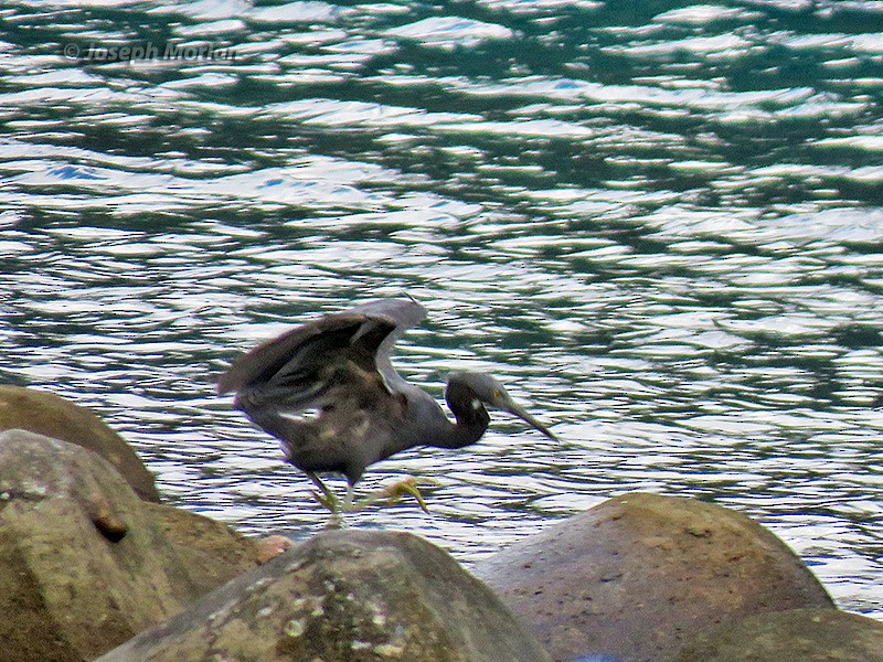 Pacific Reef-Heron - ML180381711