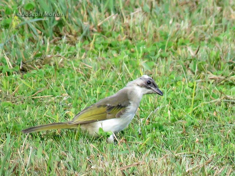 Light-vented Bulbul - ML180381851