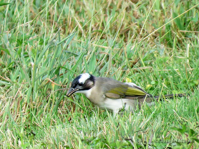 Bulbul de Chine - ML180381861