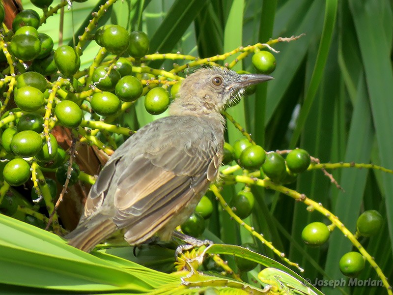 Bulbul à oreillons bruns - ML180382021