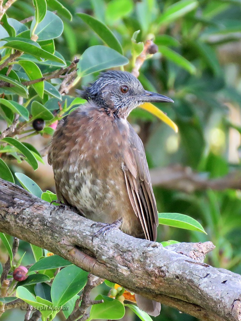 Brown-eared Bulbul - Joseph Morlan