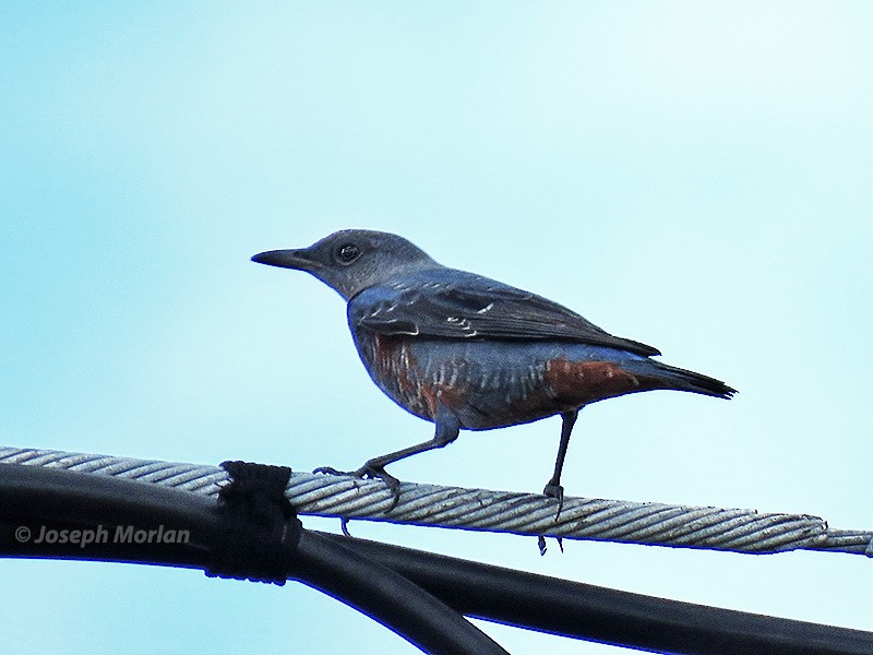 Blue Rock-Thrush - ML180382101