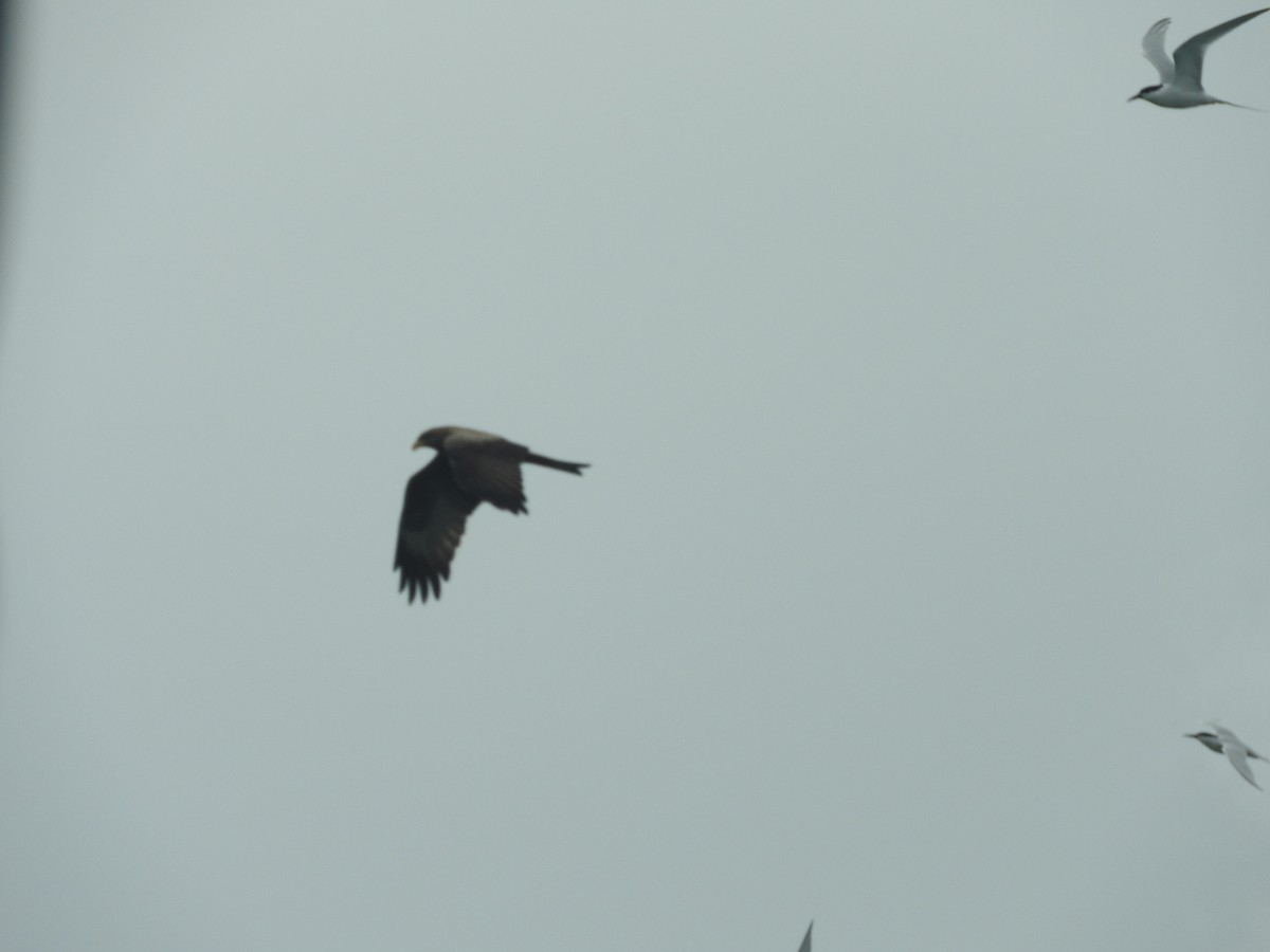 Black Kite - ML180384601