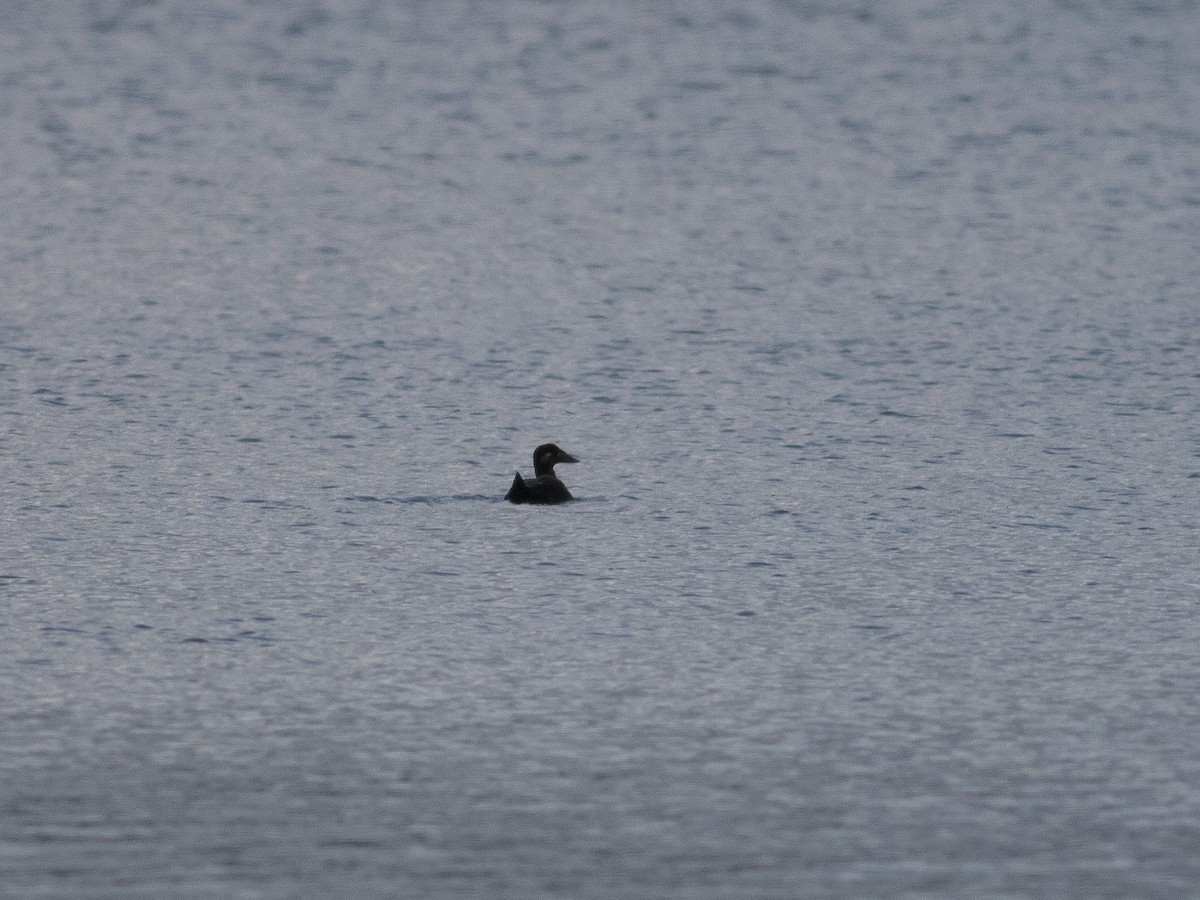 Surf Scoter - matthew sabatine