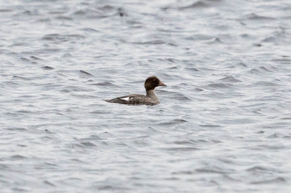 Common Goldeneye - ML180385551