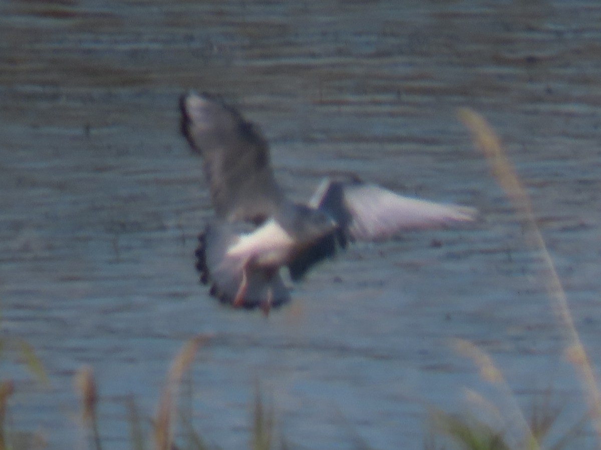 Bonaparte's Gull - ML180387181