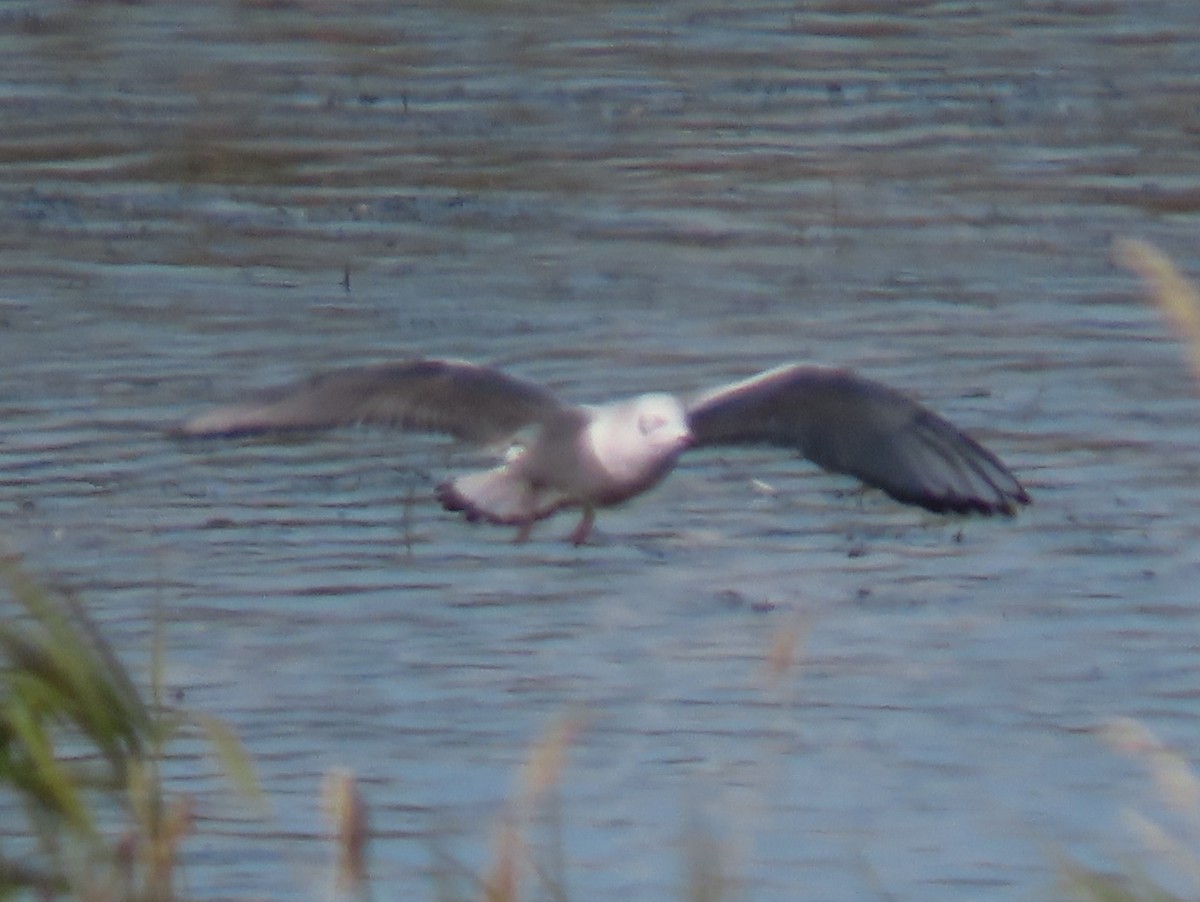 Bonaparte's Gull - ML180387191