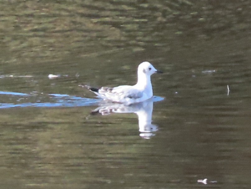 Bonaparte's Gull - ML180387581