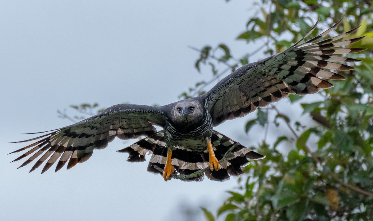 Crested Eagle - ML180387841