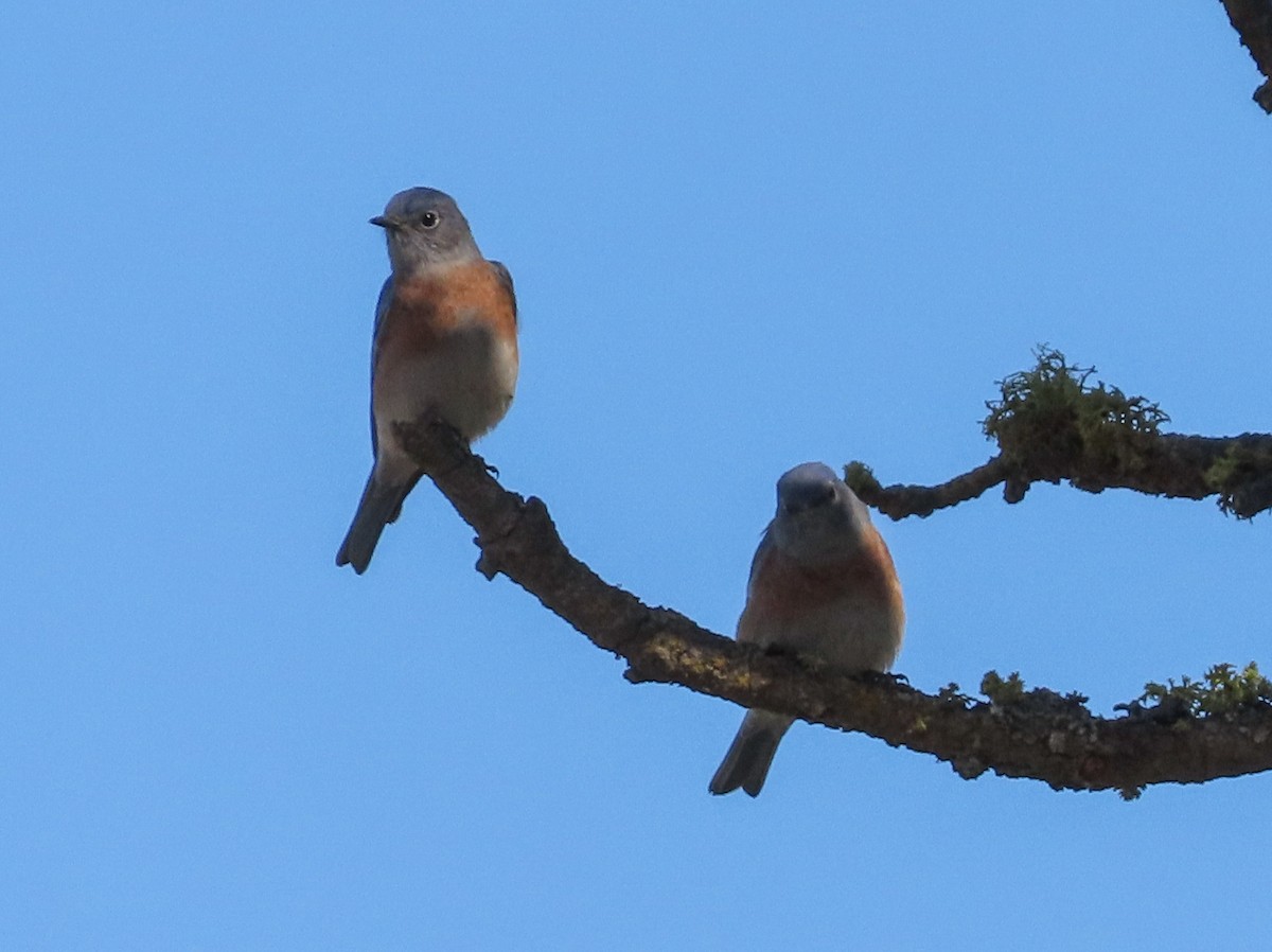 Western Bluebird - Barry Langdon-Lassagne